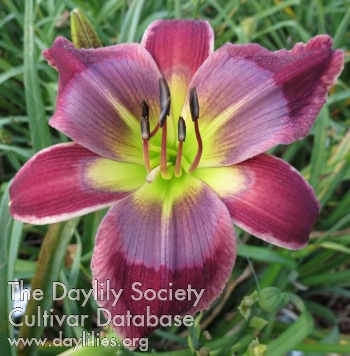 Daylily The Marvelous Martins