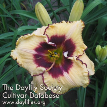 Daylily The Pearce Passion