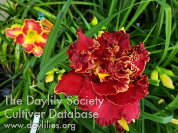 Daylily The Perfect Rose