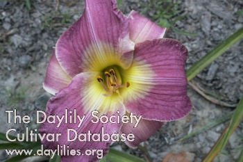 Daylily Thebes