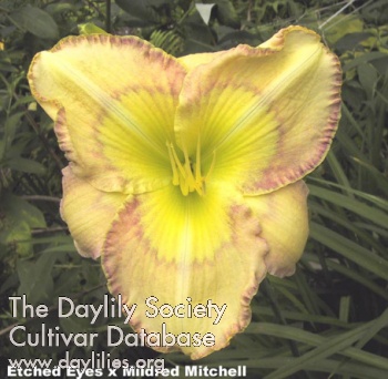 Daylily Thibodaux Tantalizer