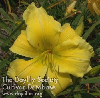 Daylily This is It