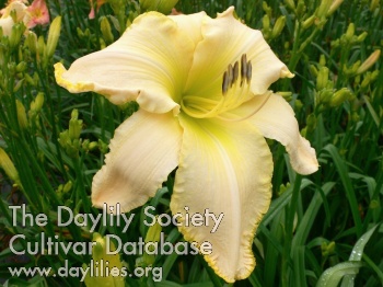 Daylily Tickle the Ivories