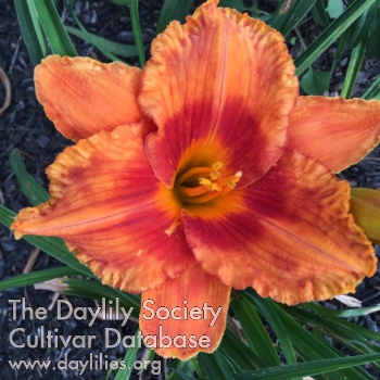 Daylily Tie Dyed Tangerine