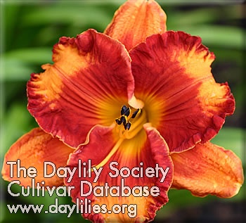 Daylily Tiger by the Tail