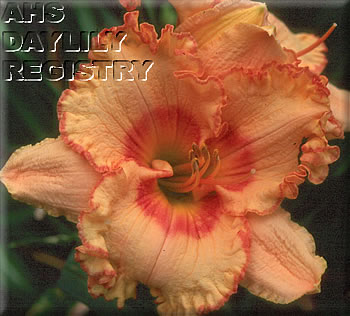 Daylily Tiger Sorbet