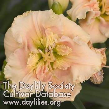 Daylily Tiki God