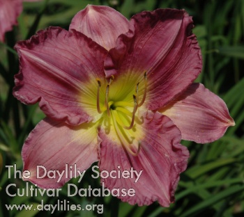 Daylily Time Window