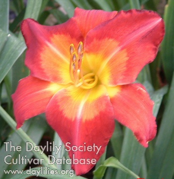 Daylily Time Lord
