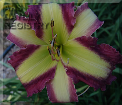 Daylily Time Stopper