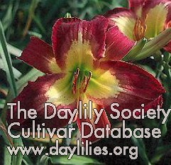 Daylily Time to Fly
