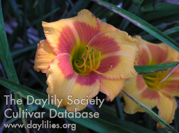 Daylily Time to Ponder
