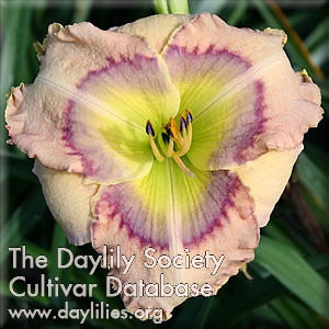 Daylily Tintoretto