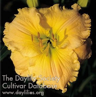 Daylily Tomorrow Never Knows