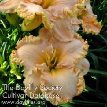 Daylily Tom's Love, Louise Talley