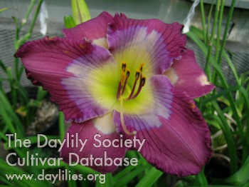 Daylily Too Little Too Late
