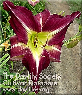 Daylily Too Tall