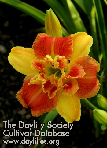 Daylily Topguns My Friend Ellen