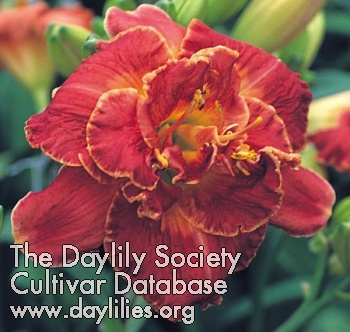 Daylily Torch Song Trilogy