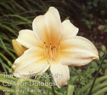Daylily Torpoint