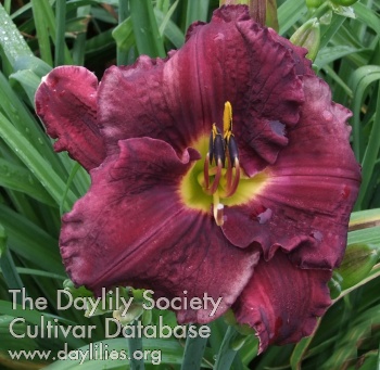 Daylily Touch of Faust