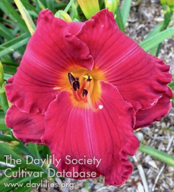 Daylily Tournament of Roses