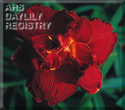 Daylily Transylvanian Cocktail