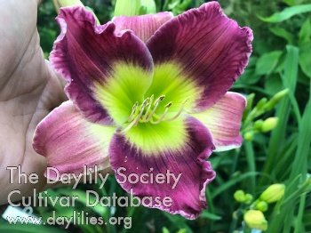 Daylily Travis and Laura Robinson