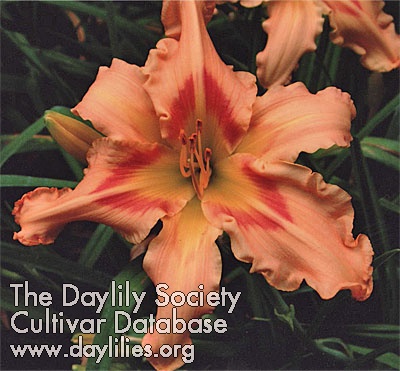 Daylily Tribute to Morrie Otte