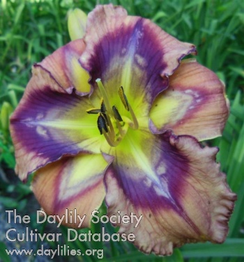 Daylily Tripping Out