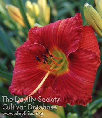 Daylily Trogon