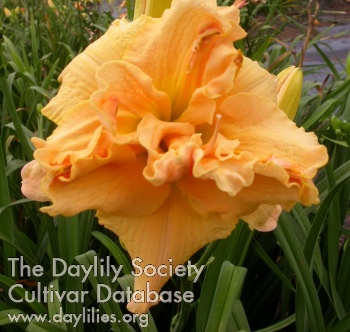Daylily Tropical Champagne