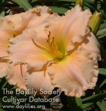 Daylily Tropical Experience