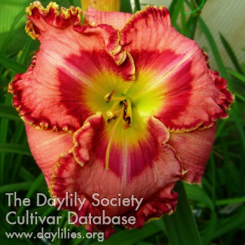 Daylily True Love is Ignored