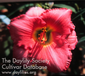 Daylily Twilight Rose