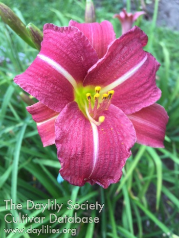 Daylily Two If by Sea