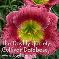 Daylily Two Thumbs Up