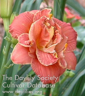 Daylily Two to Tango