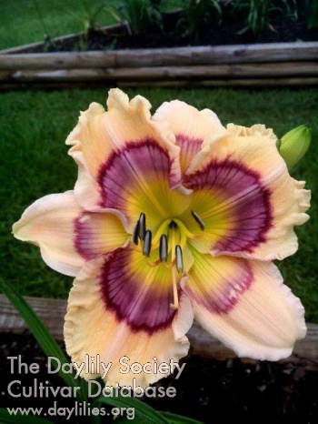 Daylily Talquin's First Lady