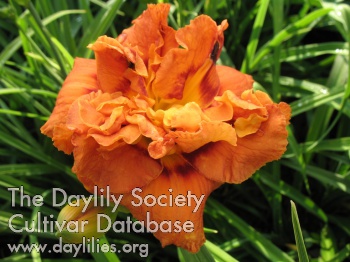 Daylily Tap Your Toes