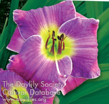 Daylily The Blues Project