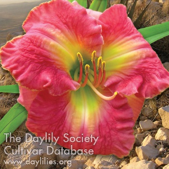 Daylily The Future of Desire