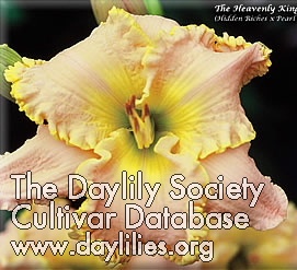 Daylily The Heavenly Kingdom Comes