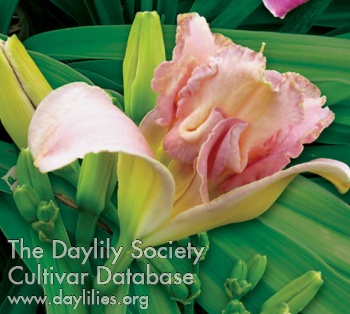 Daylily The Perfect Valve