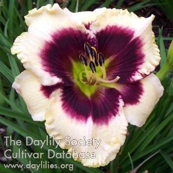 Daylily Theodora Kennedy
