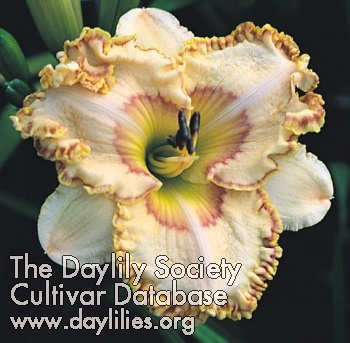 Daylily Time for Eternity