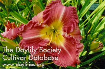 Daylily Torrid Dancer