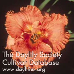Daylily Trial by Fire