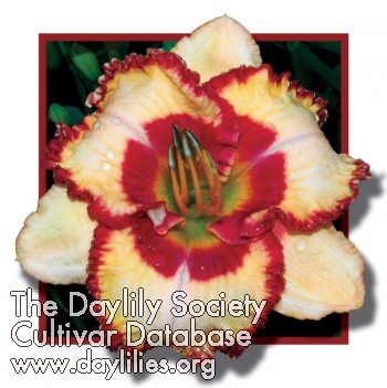 Daylily Triple Cherries