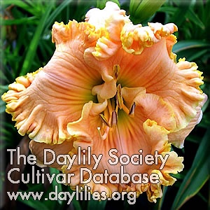 Daylily Tropical Hot Flash